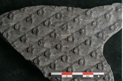 Foto (Detailansicht) von Lepidodendron sp.  (NHMW-GEO-2024-0188-11030)